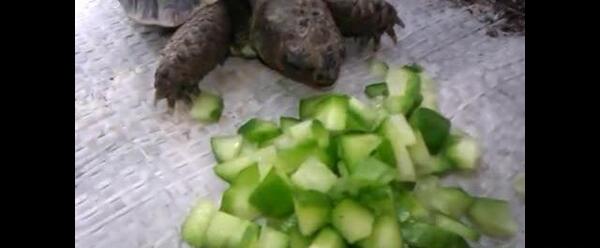 عکس غذا خوردن لاک پشت