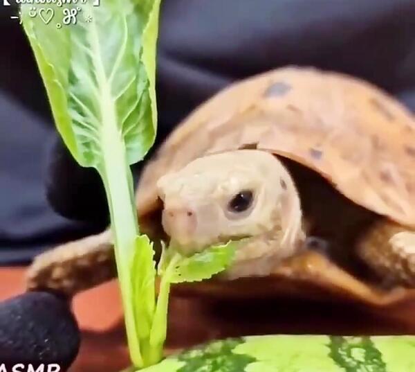 عکس غذا خوردن لاک پشت