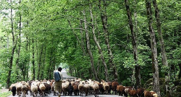 عکس تصاویر زیبای طبیعت سوادکوه