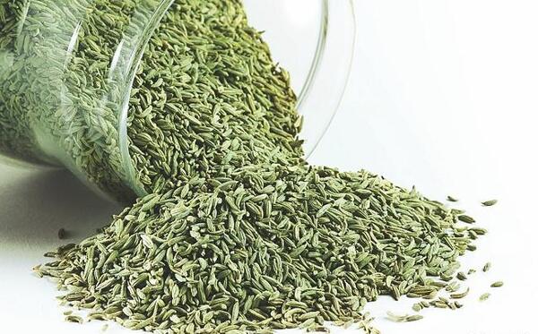 عکس گیاه رازیانه خشک