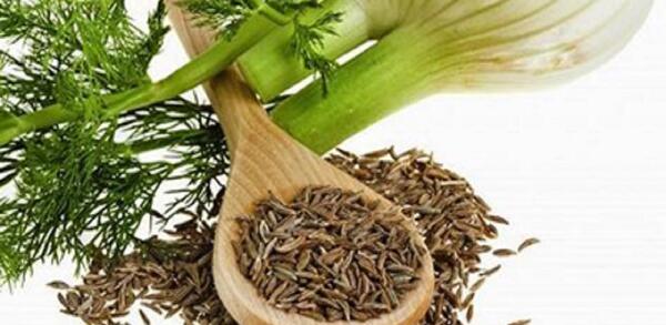 عکس گیاه رازیانه خشک