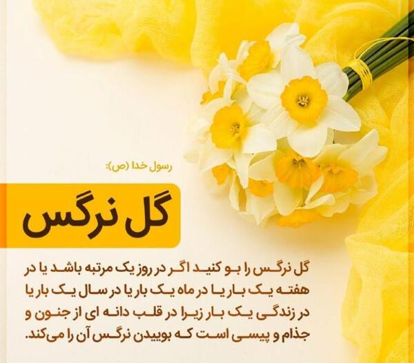 عکس عطر گل نرگس