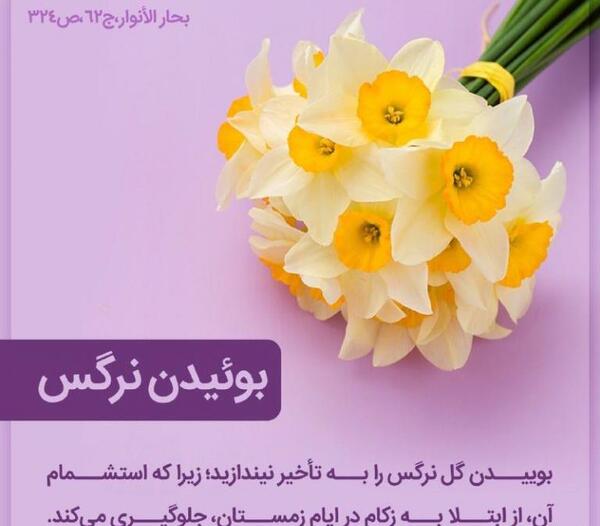 عکس عطر گل نرگس