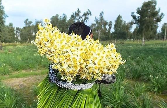 عکس عطر گل نرگس