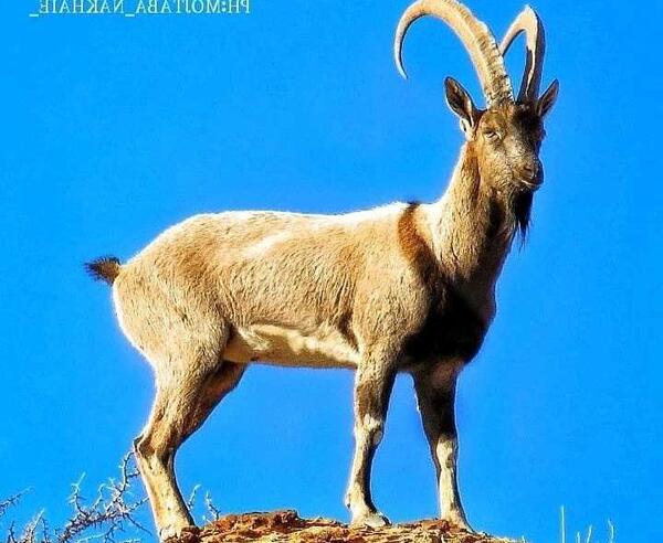عکس حیوانات ایران