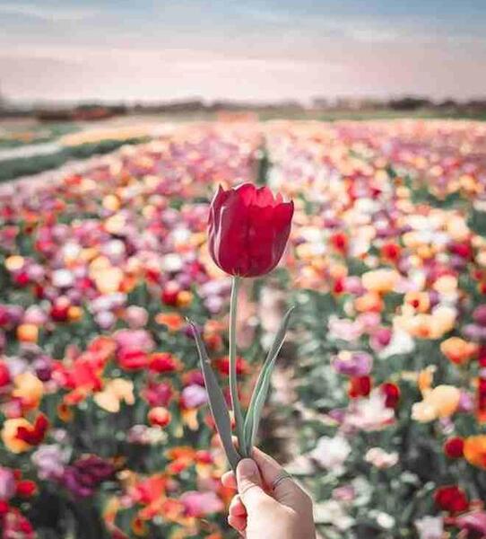 عکس بهاری از پشت