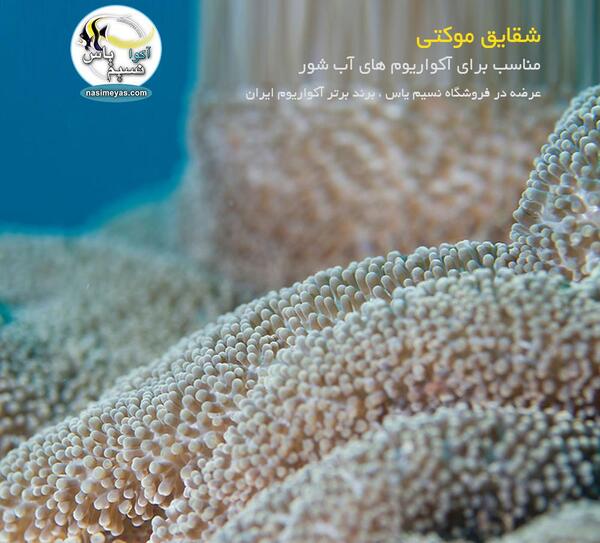 عکس شقایق موکتی