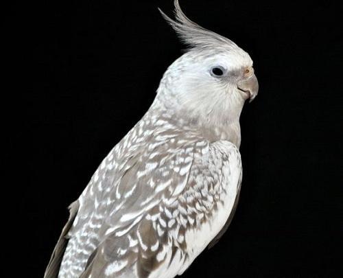 عکس طوطی جذاب