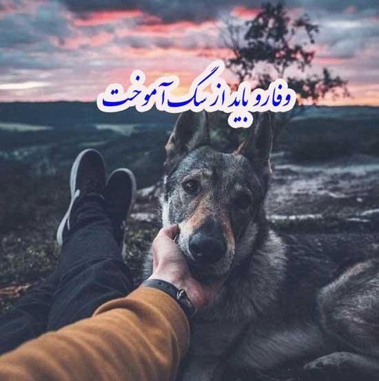 عکس نوشته قربان وفای سگ
