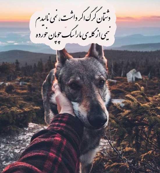 عکس نوشته قربان وفای سگ