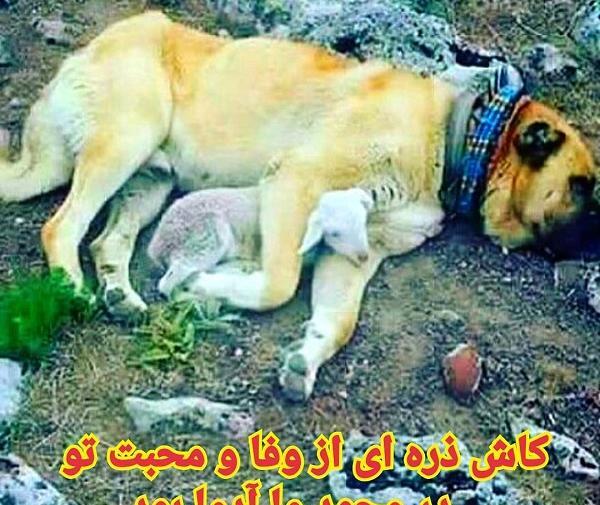 عکس نوشته قربان وفای سگ