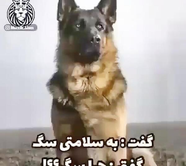 عکس نوشته قربان وفای سگ