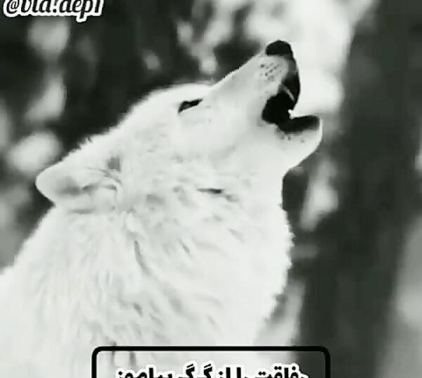 عکس گرگ لاتی