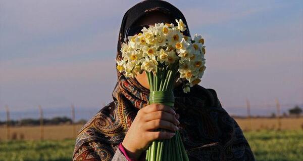 عکس گل نرگس ایرانی