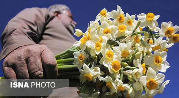 عکس گل نرگس ایرانی
