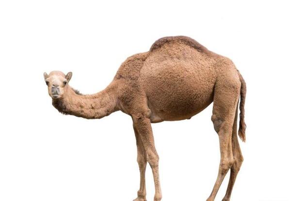 عکس شتر خشمگین