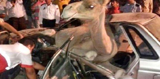 عکس شتر و گاو