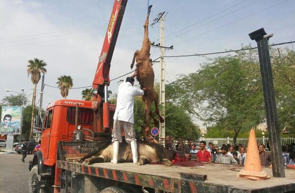 عکس شتر و گاو