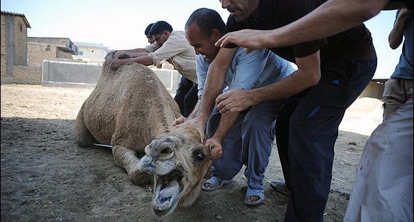 عکس شتر و گاو