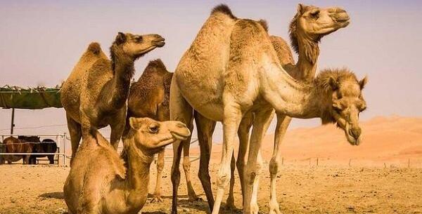 عکس شتر و گاو