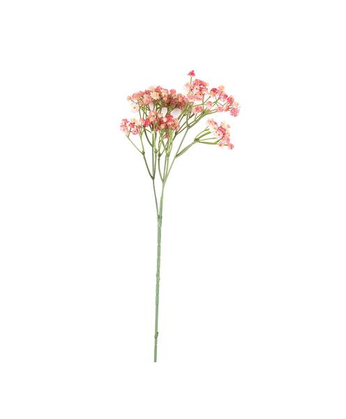 عکس شکوفه عروس