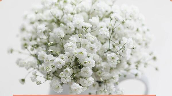 عکس شکوفه عروس