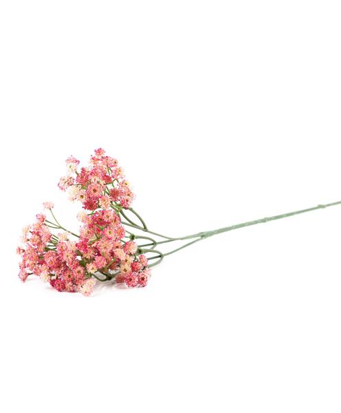 عکس شکوفه عروس