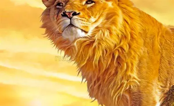 عکس شیر زرد