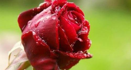 عکس از طبیعت و گل