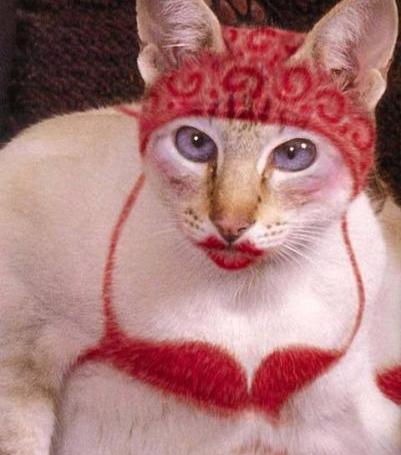 عکس زشت گربه