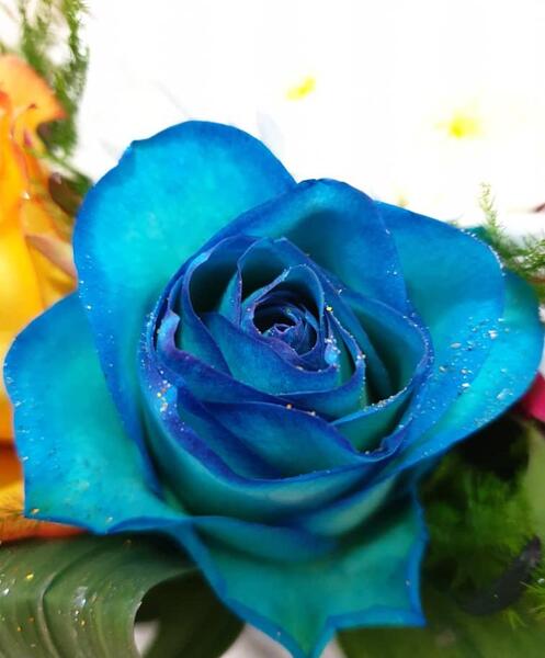 عکس گل رز نیلی