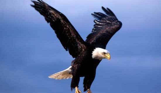 عکس عقاب شکاری بزرگ