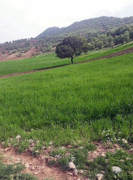 عکس طبیعت بهاری شمال