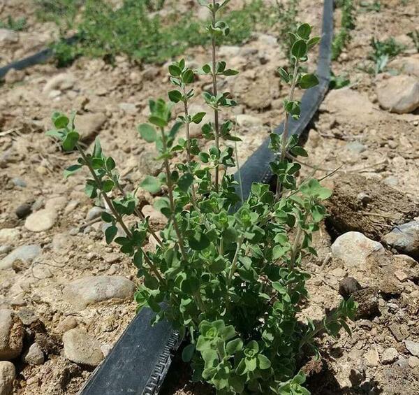 عکس بوته آویشن