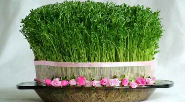 عکس سبزه عید امسال