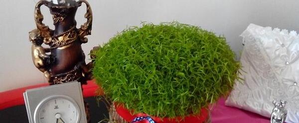 عکس سبزه عید امسال
