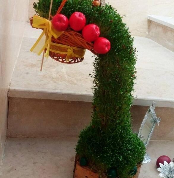 عکس سبزه عید امسال