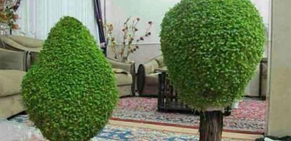 عکس سبزه عید امسال
