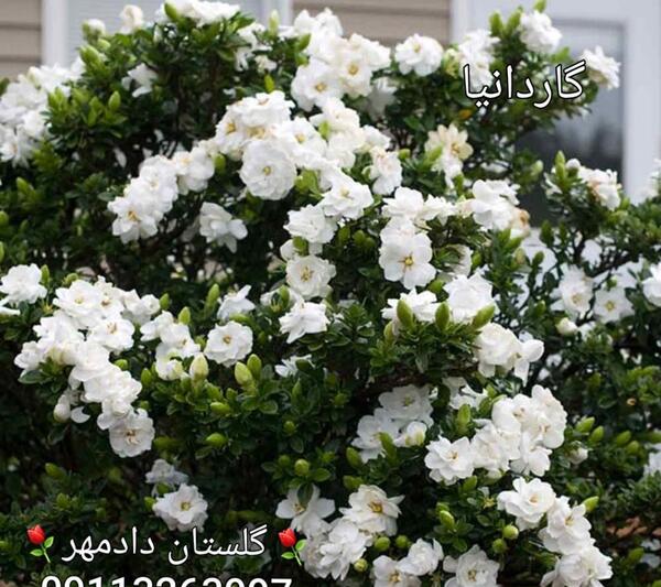 عکس گل جاسمین