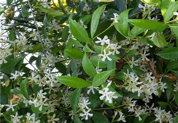 عکس گل جاسمین
