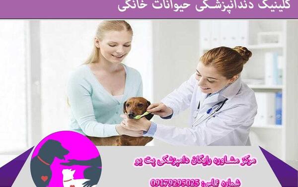 عکس حیوانات یزد