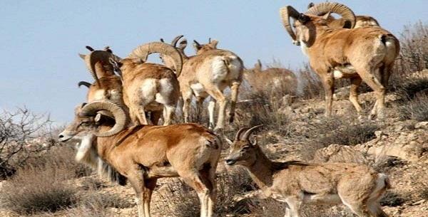 عکس حیوانات یزد