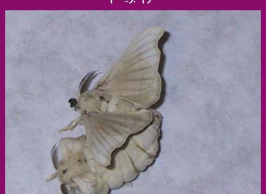 عکس پروانه ابریشم