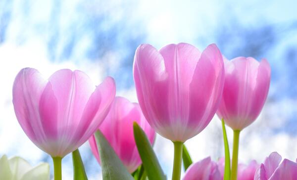 عکس گلهای لاله زیبا