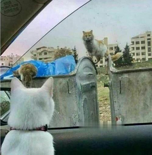 عکس طنز یهویی