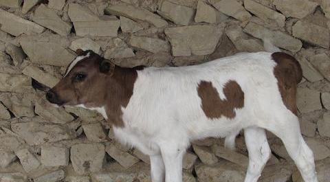 عکس گاو مونت بیلیارد