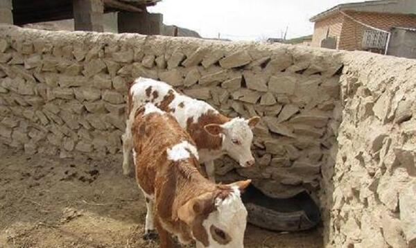 عکس گاو مونت بیلیارد