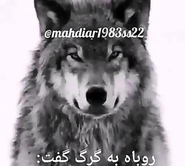 عکسهای گرگ لاتی