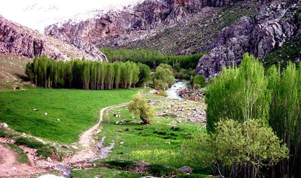 عکس گاوکش