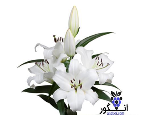 عکس سفید گلها